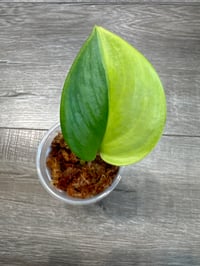 Image 1 of SCINDAPSUS RUBICON AUREA (RA2)