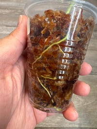 Image 2 of SCINDAPSUS RUBICON AUREA (RA2)