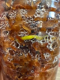 Image 3 of SCINDAPSUS SP TREUBII MARBLE (T4)
