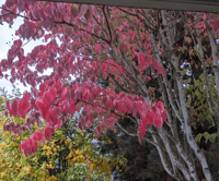 Image 4 of Pacific Dogwood : Cornus nuttallii