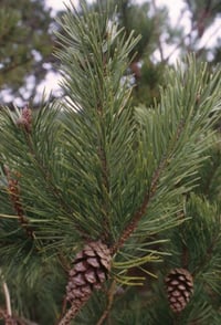 Image 3 of Shore Pine : Pinus contorta