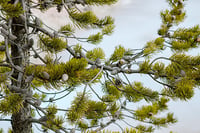 Image 1 of Shore Pine : Pinus contorta