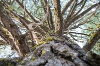 Image 2 of Shore Pine : Pinus contorta