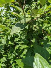 Image 2 of Western Crabapple : Malus fusca