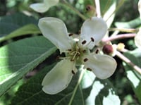 Image 1 of Western Crabapple : Malus fusca