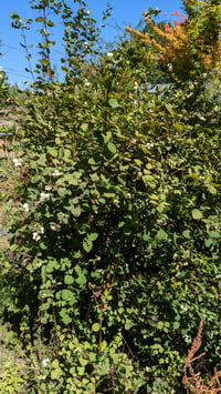 Image 6 of Snowberry : Symphoricarpos albus