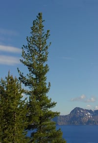 Image 3 of Western White Pine : Pinus monticola