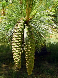 Image 4 of Western White Pine : Pinus monticola