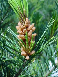 Image 2 of Western White Pine : Pinus monticola