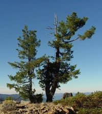 Image 1 of Western White Pine : Pinus monticola