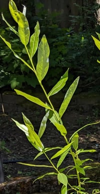 Scouler's Willow : Salix scouleriana 