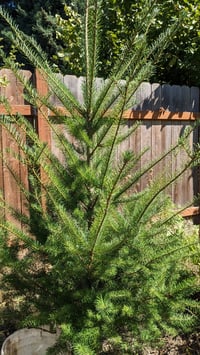 Image 2 of Douglas Fir : Pseudotsuga menziesi