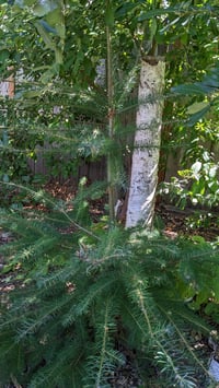 Image 3 of Douglas Fir : Pseudotsuga menziesi