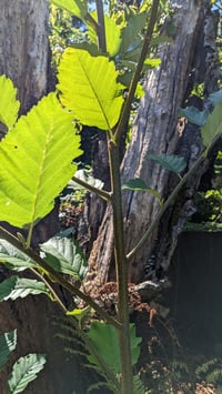 Image 2 of Red Alder : Alnus rubra