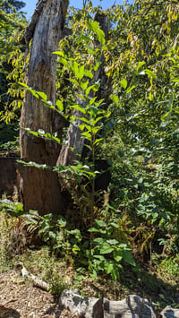 Image 3 of Red Alder : Alnus rubra