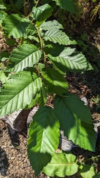 Image 1 of Red Alder : Alnus rubra