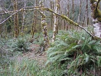 Image 4 of Red Alder : Alnus rubra