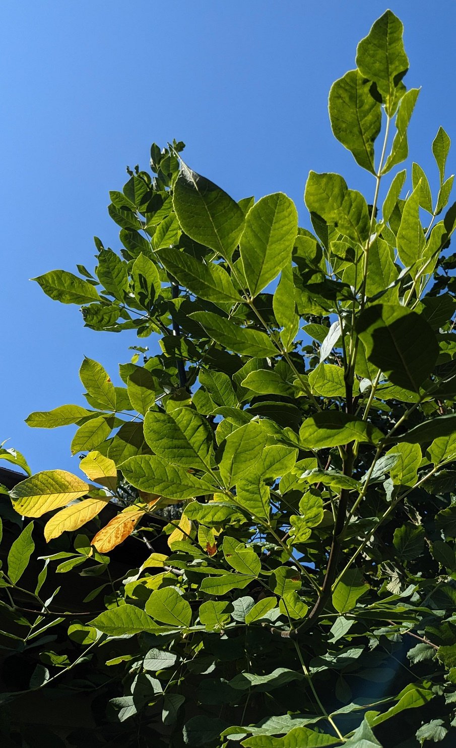 Oregon Ash (Fraxinus latifolia) 11 Oregon Ash : Fraxinus latifolia