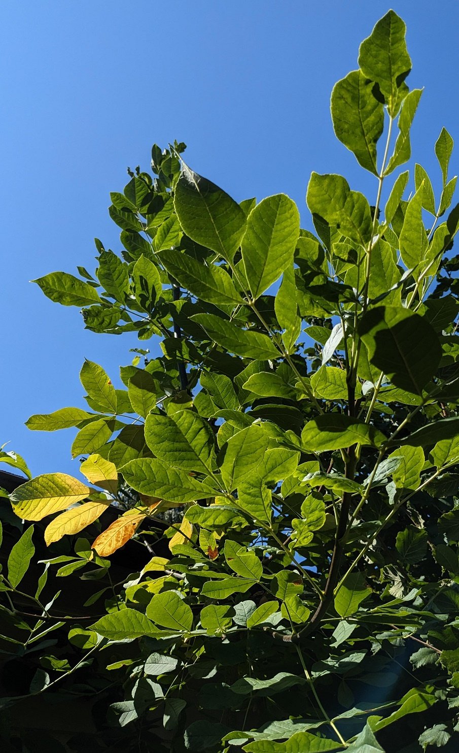 Oregon Ash : Fraxinus latifolia