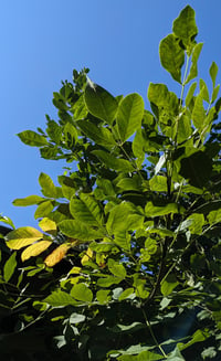 Image 1 of Oregon Ash : Fraxinus latifolia