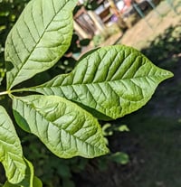 Image 2 of Oregon Ash : Fraxinus latifolia