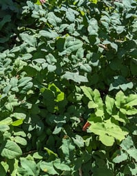 Image 1 of Creeping Oregon Grape : Mahonia repens