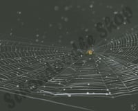 Image 1 of Spiderweb - Print