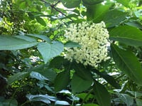 Image 2 of Blue Elderberry : Sambucus cerulea