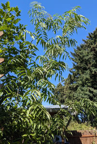 Image 3 of Blue Elderberry : Sambucus cerulea