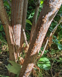 Image 4 of Blue Elderberry : Sambucus cerulea