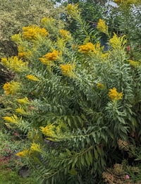 Image 5 of Goldenrod : Solidago sp.