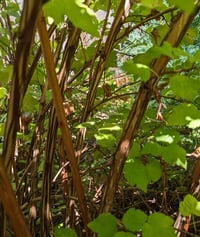 Image 4 of Pacific Ninebark : Physocarpus capitatus