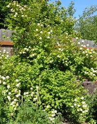 Image 2 of Pacific Ninebark : Physocarpus capitatus