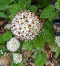 Image 3 of Pacific Ninebark : Physocarpus capitatus