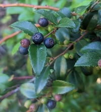 Image 1 of Evergreen Huckleberry : Vaccinium ovatum