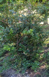 Image 3 of Evergreen Huckleberry : Vaccinium ovatum