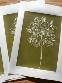 Image 2 of Large Green Hydrangea 