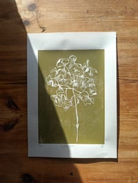 Image 3 of Large Green Hydrangea 