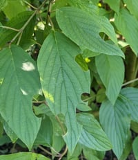 Image 6 of Red Twig Dogwood : Cornus sericea