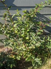 Image 4 of Twinberry : Lonicera involucrata