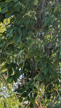 Image 3 of Oregon Ash : Fraxinus latifolia