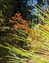 Image 1 of Soft Rush : Juncus effusus