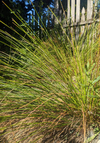 Image 2 of Soft Rush : Juncus effusus