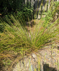 Image 5 of Soft Rush : Juncus effusus