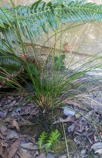 Image 4 of Soft Rush : Juncus effusus