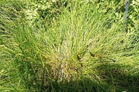 Image 2 of Foothill Sedge : Carex tumulicola