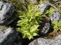 Image 2 of Spreading Wood Fern : Dryopteris expansa