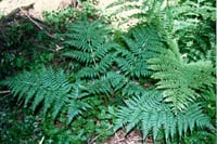 Image 3 of Spreading Wood Fern : Dryopteris expansa