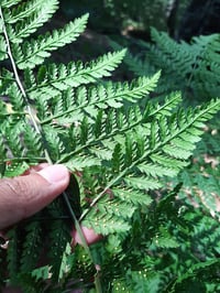 Image 4 of Spreading Wood Fern : Dryopteris expansa