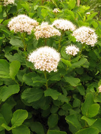 Image 2 of Birch-leaved Spirea : Spiraea betufolia